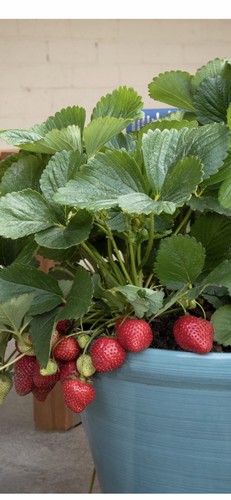 35x organic strawberry plants - 35x,