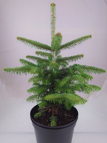 Real living nordmann fir - real,,