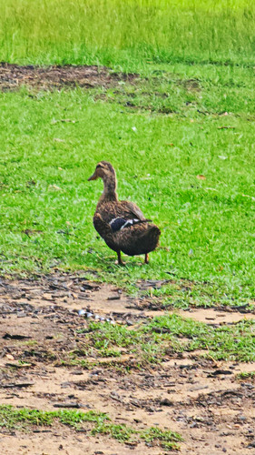 Duck hatching eggs - duck,