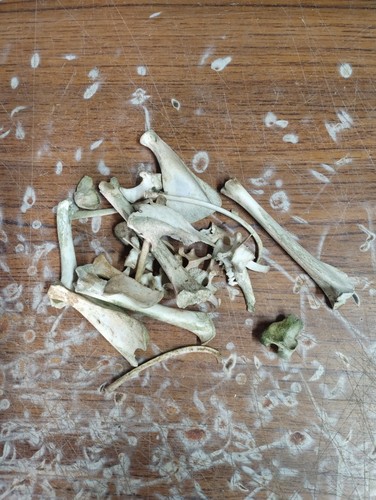 Rabbit bones for taxidermy - bones, taxidermy.