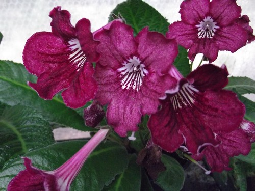 Streptocarpus plug plants - plug,