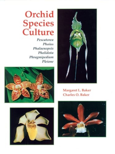 Orchid species culture - orchid,