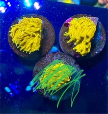 Ultra Gold Fungia Encrusting