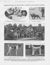 DOGS Scenes from the shows at Market Harborough & Belfast - Vintage Print 1926