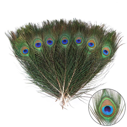 Pcs natural peacock feather - 12,