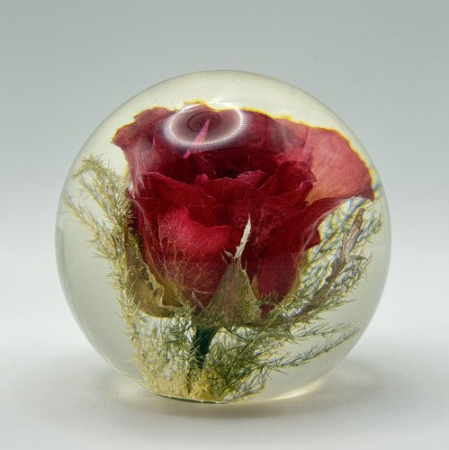 Hafod grange 1998 - 1998, rose