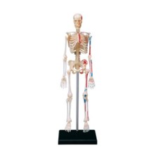 Human Skeleton Model with