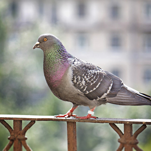 100pcs reusable plastic pigeon - 100pcs,
