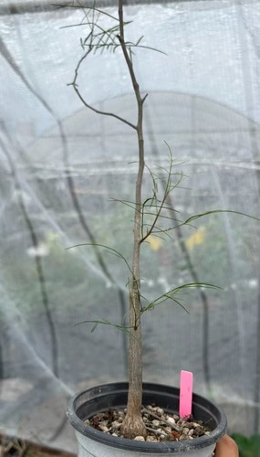 Rare bursera paradoxa - bursera,