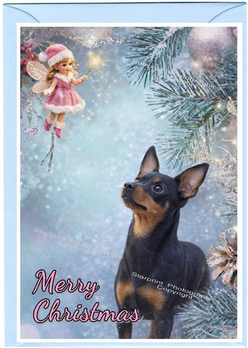 Miniature pinscher dog 4 x - dog, (4"x