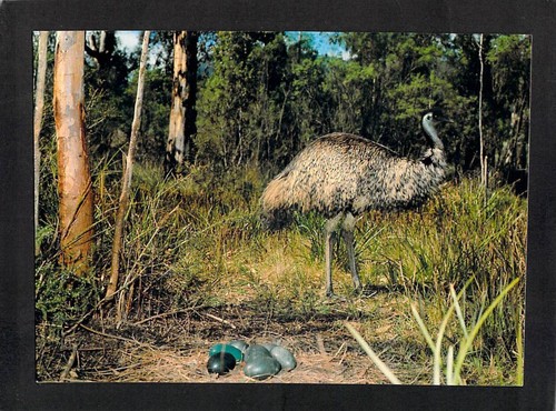 A9861 australia birds - a9861,