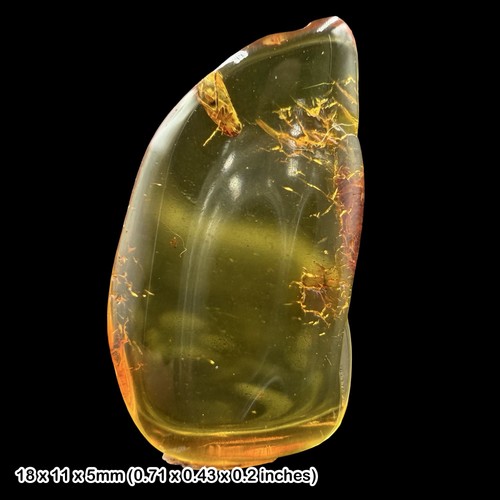Baltic amber fossil leafhopper - baltic,