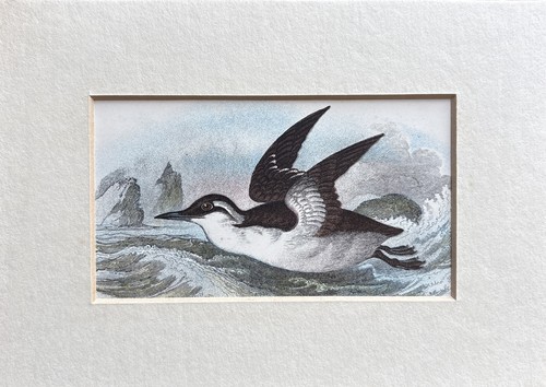 Antique bridled guillemot - antique,