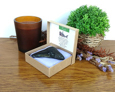 Megalodon Shark Tooth Fossil