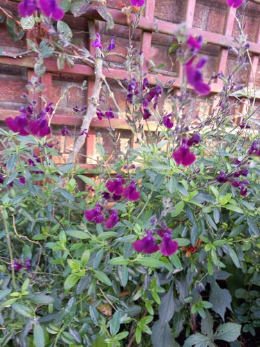 Salvia nachtvlinder hardy - 3, nachtvlinder,
