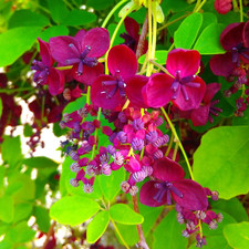 Akebia quinata 'Chocolate Vine' Semi-Evergreen Compact Shrub | 9cm Pots