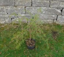 Cedrus deodara / Deodar Cedar