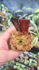 Nepenthes Lowii "mulu" , sale plant 68