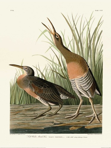 John james audubon salt - audubon,