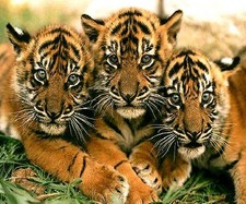 3 TIGER CUBS -  NEW FABRIC