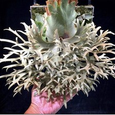 Platycerium Willinckii