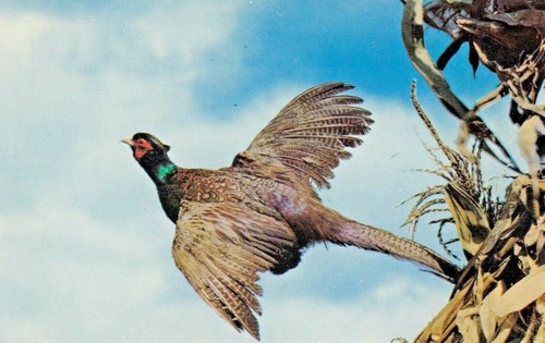 Vintage postcard animal birds - animal,