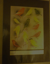 Twelve canaries border - twelve, canaries: