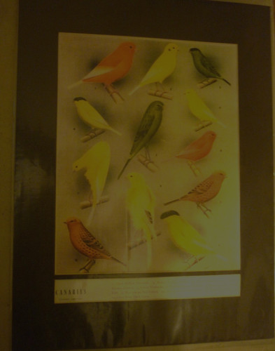 Twelve canaries border - twelve, canaries: