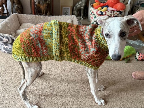 Hand knitted whippet coat - hand,