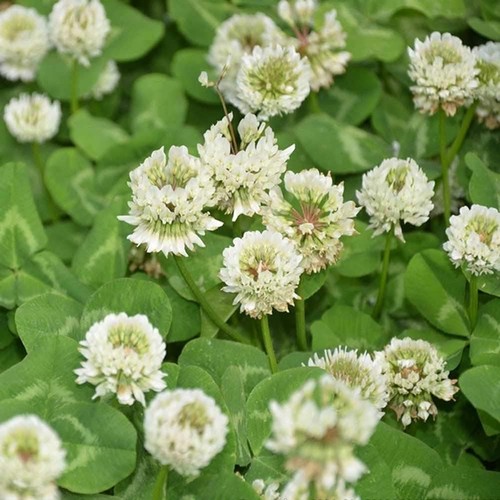 Attractive 3000 white - attractive,