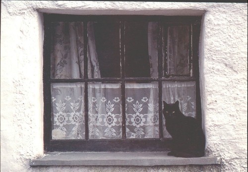 Black cat lakeland - lakeland, cottage