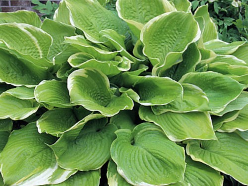 Hosta winter snow 3 - winter,