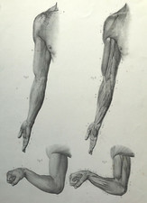Anatomy of Man Fore Arm by Dr
