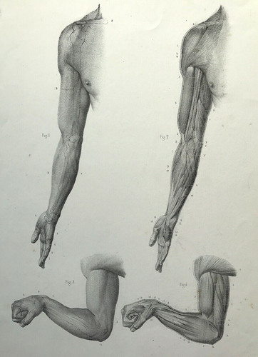 Anatomy man fore - man, by