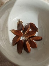 Beech tree nuts - ., harvested
