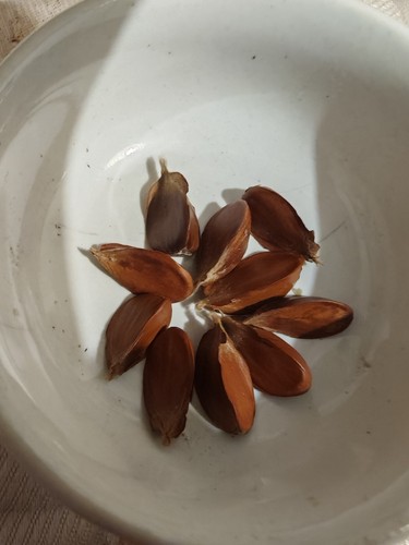Beech tree nuts - ., harvested