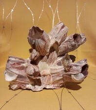 Barnacle cluster for aquarium - barnacle,