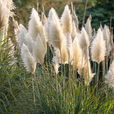 White Pampas Grass Seeds –