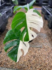 Monstera Deliciosa Albo Half