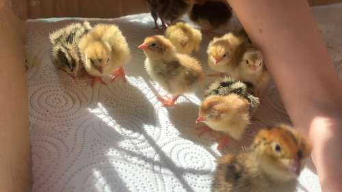 Quail eggs pack - quail,