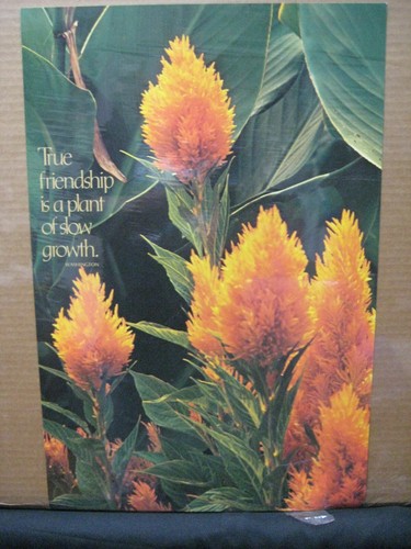 True friendship plant of - true, is