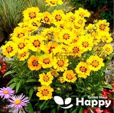 COREOPSIS STERNTALER - 150 SEEDS - Coreopsis lanceolata - DWARF PERENNIAL FLOWER