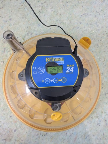 Brinsea maxi advance egg - advance,