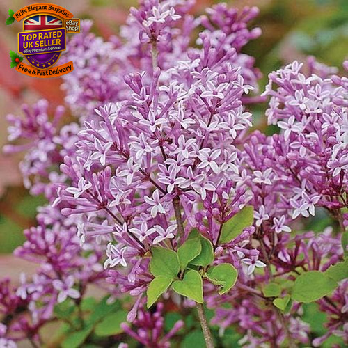 Scented purple lilac dwarf - scented,