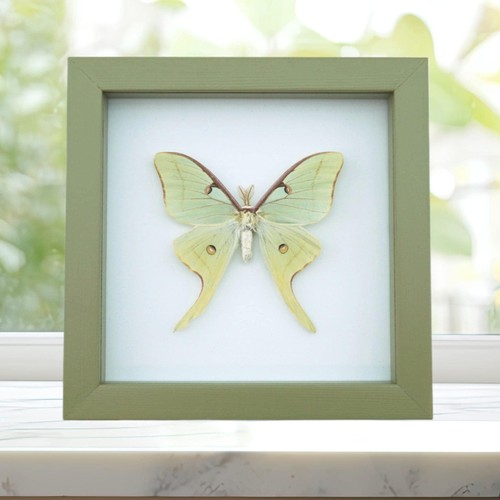 Framed luna moth actias - framed,