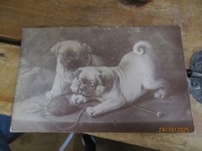Pug Puppy Dog Real Photograph Postcard c1910s EA Bragg Illogan Redruth Publisher