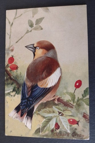 Bird postcard hawfinch - bird, postcard,