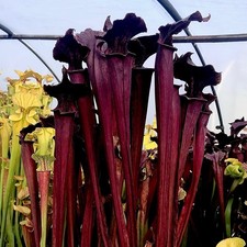 Sarracenia x Soperi Dark Red