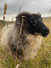 Icelandic x Shetland Sheep’s