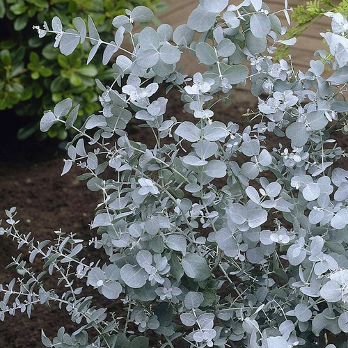 Eucalyptus gunnii cider gum - eucalyptus,